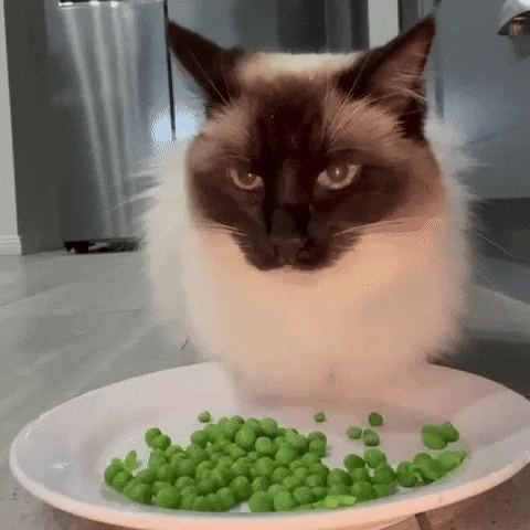 Feinfein2014 GIF