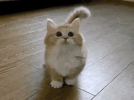 Cat Munchkin GIF