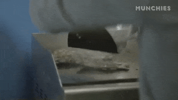 horse meat cooking GIF by Munchies