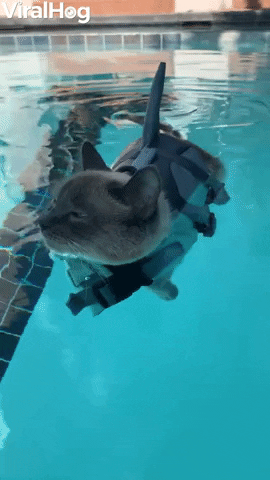 Sharkitty Enjoys Relaxing In Pool GIF by ViralHog