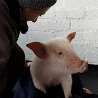cute pig GIF