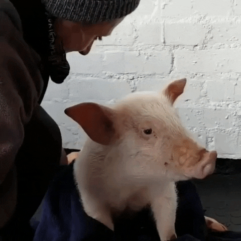 Cute Pig GIF - Find & Share on GIPHY