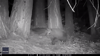 Mama Bear and Cubs Have Adorable Early-Morning Romp in South Lake Tahoe Woods