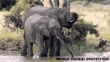 Drunk Africa GIF by World Animal Protection