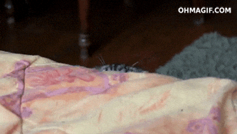 giphy.gif?cid=19f5b51a1ddd581e5a223a817a