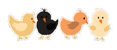 Chicks Sticker by ayoungdesign