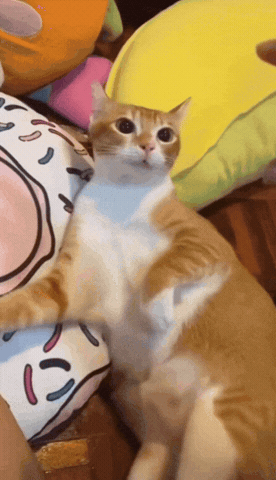 Cat GIF