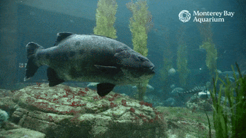 Sea Bass Fish GIF by Monterey Bay Aquarium