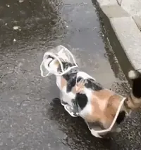 dog raining GIF
