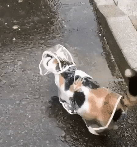 dog raining GIF