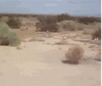 200w.gif?cid=82a1493berg995c45mc4c4nr7om