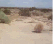 https://media0.giphy.com/media/1Zbeweu52ZaQE/giphy.gif?cid=ecf05e479d72d2616f0032f169c64afa8098684efcc710bb&rid=giphy.gif