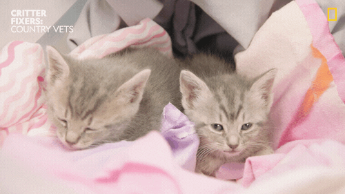 cute kitties gif
