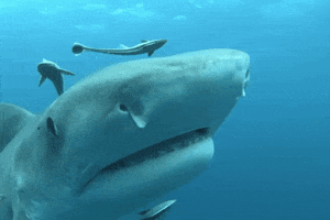 teeth no GIF by Shark Week