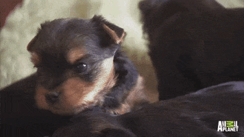 american-kennel-club  GIF