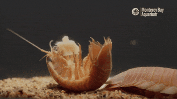 Deep Sea Ocean GIF by Monterey Bay Aquarium
