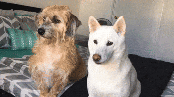 Shiba Inu Dog GIF by KeepUpWithJaz