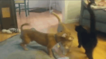 Dog Nom GIF
