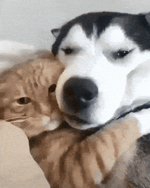 Playing Kitten GIFs - Get the best GIF on GIPHY