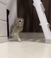 Owl Creeping GIF
