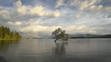 tree lake GIF
