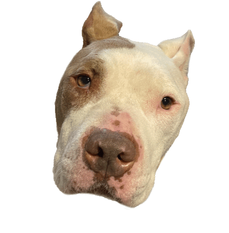 Animated Sticker