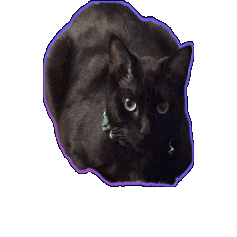 Bouncing Black Cat Sticker by Rod Kim