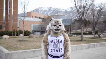 Weber State GIF by Weber State University