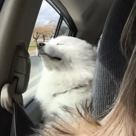 phe  GIF