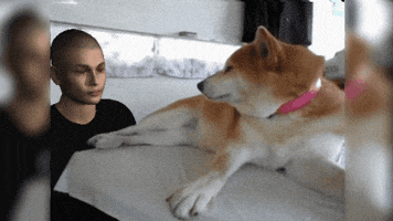 rejected dog GIF by Manny404