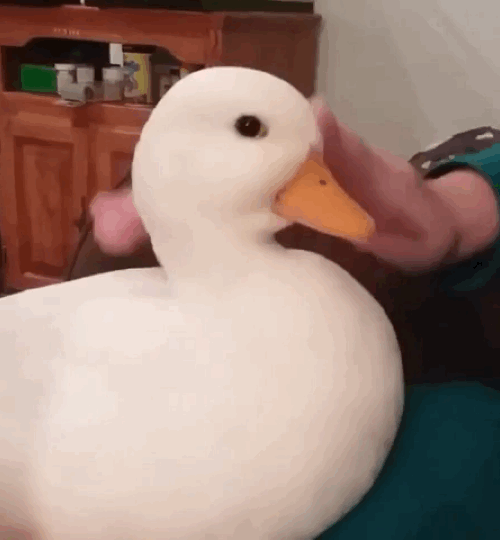 Video gif. A duck is gently being pet on the head and it nuzzles into the hand, putting its beak into their palm to be stroked as well.