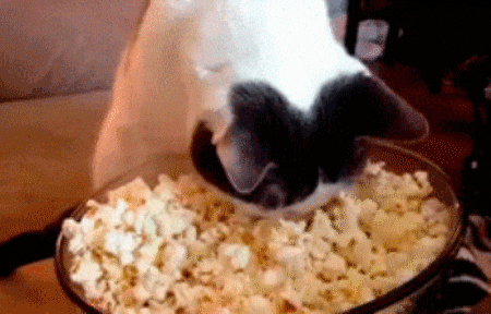 giphy.gif