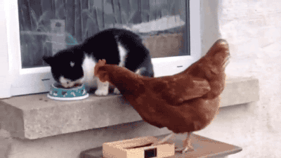 Chicken Cat GIFs - Get the best GIF on GIPHY
