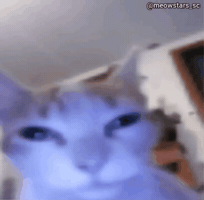 Cat GIF