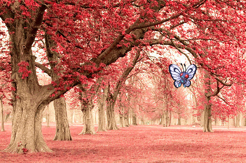 Featured image of post Cherry Blossom Tree Gif Im glad to know this is an azalea because i have a bonsai cherry tree tattoo and it doesn t look anything like