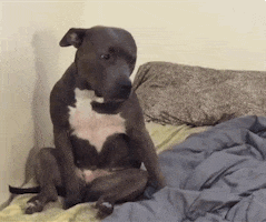 Video gif. Slate gray dog, sitting on its butt on a bed, casually falls, plopping over onto its side.