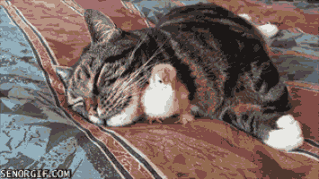 cats place GIF