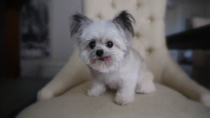 giphy.gif