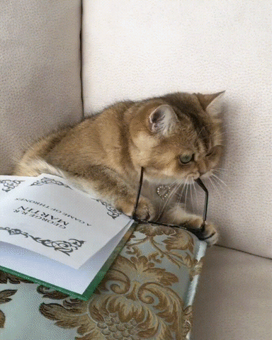 Book Club Cat GIF - Find & Share on GIPHY