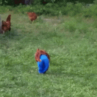 Chicken Animal Gifs Get The Best Gif On Giphy Chicken Animal Gifs Get The Best Gif On Giphy