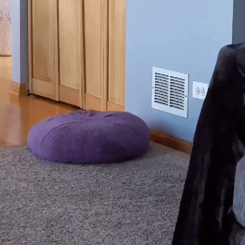 Peek A Boo Dog GIF