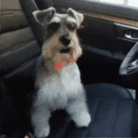 Schnauzer Burping GIF