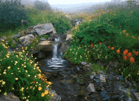Moving Nature Gifs Get The Best Gif On Giphy