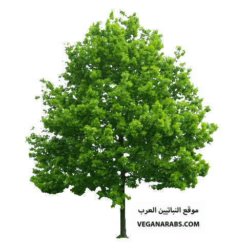Green Tree Forest Sticker by VeganArabs
