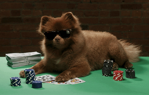 Dogs Playing Poker GIFs - Get the best GIF on GIPHY