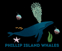Australia Whales GIF by Visit Phillip Island