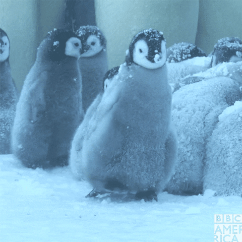 Happy Baby Penguin GIF by BBC America