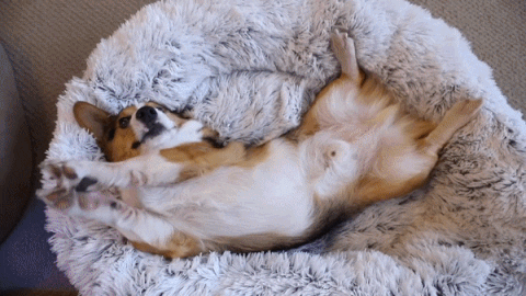 Calming Dog Bed – HappyPawsLand