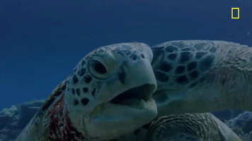 Nat Geo Ocean GIF by National Geographic Channel