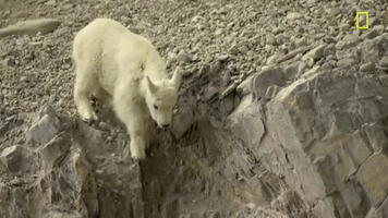 nat geo mountain GIF by National Geographic Channel